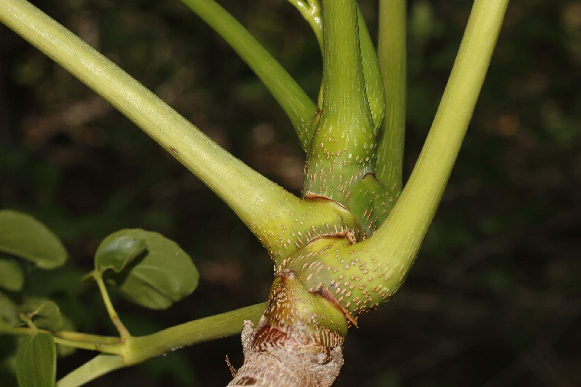 Aralia excelsa 12