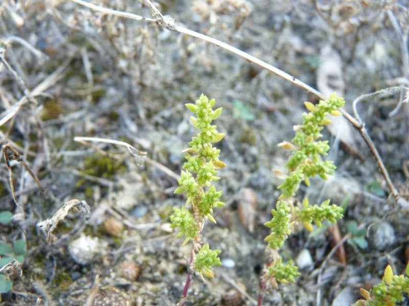 Herniaria hirsuta 18