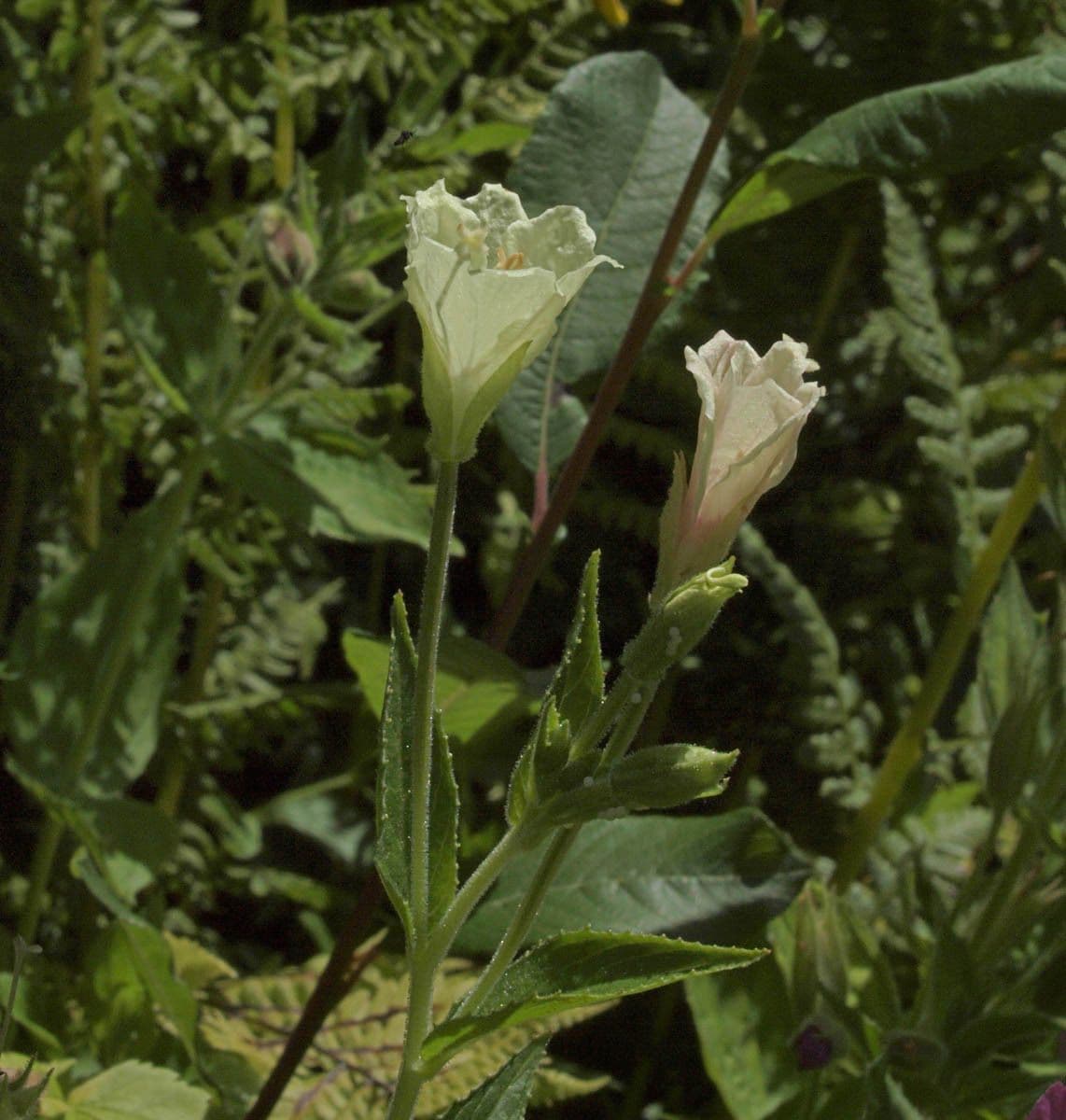 Epilobio giallo 7