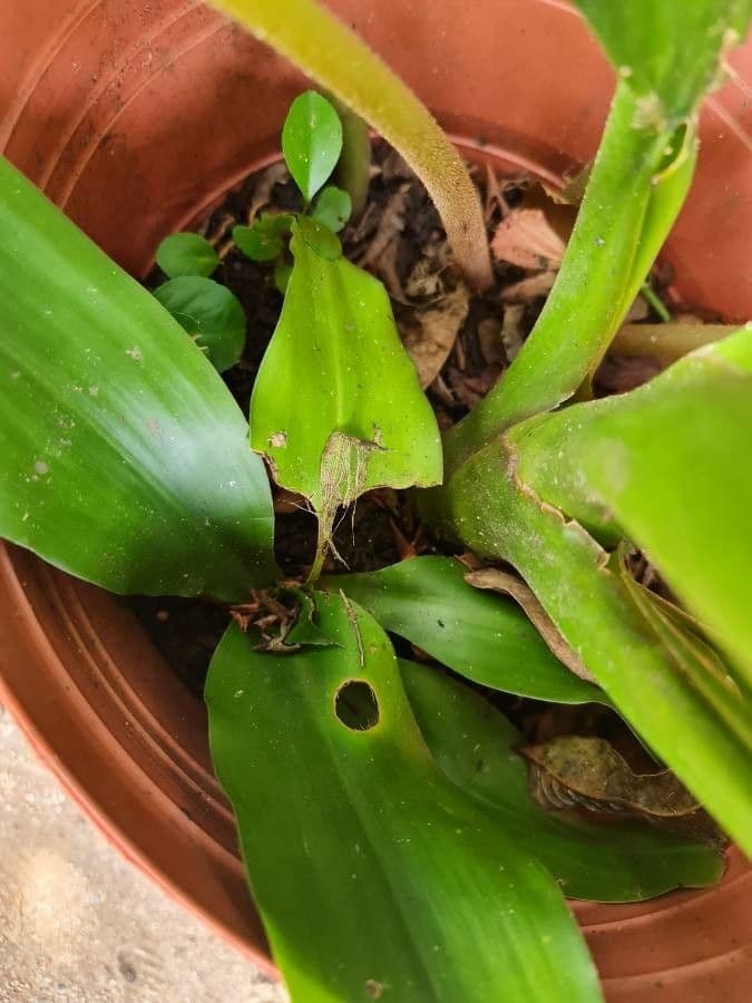 Galearis spectabilis 13