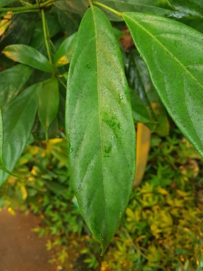 Cola acuminata 8