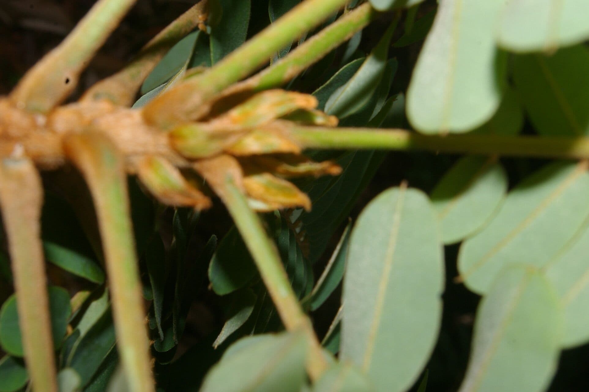 Hymenolobium mesoamericano 2