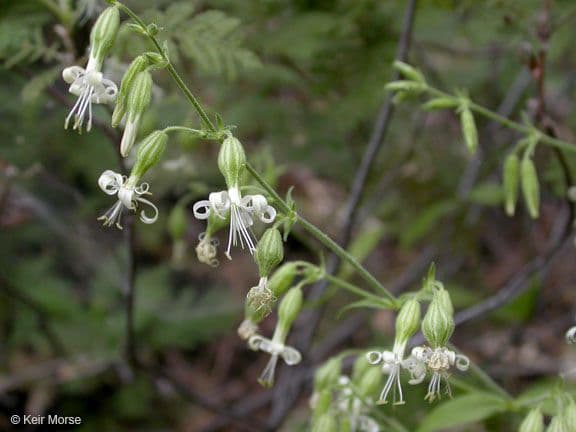 Silene