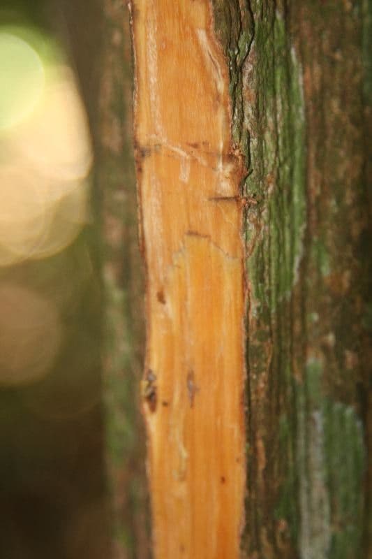 Amaioua guianensis 11