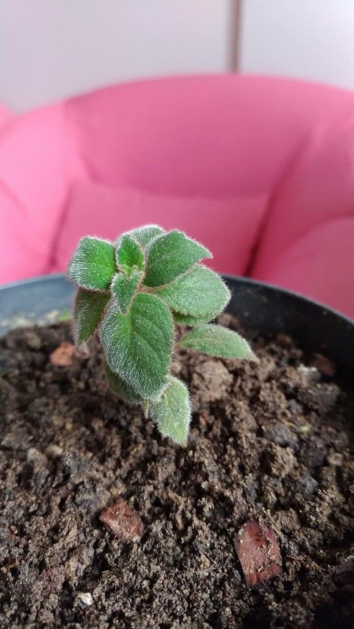 Kohleria 12