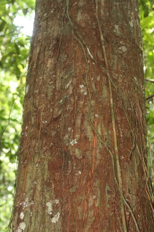 Eriotheca 10