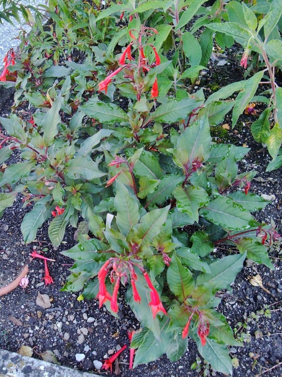 Fuchsien 7