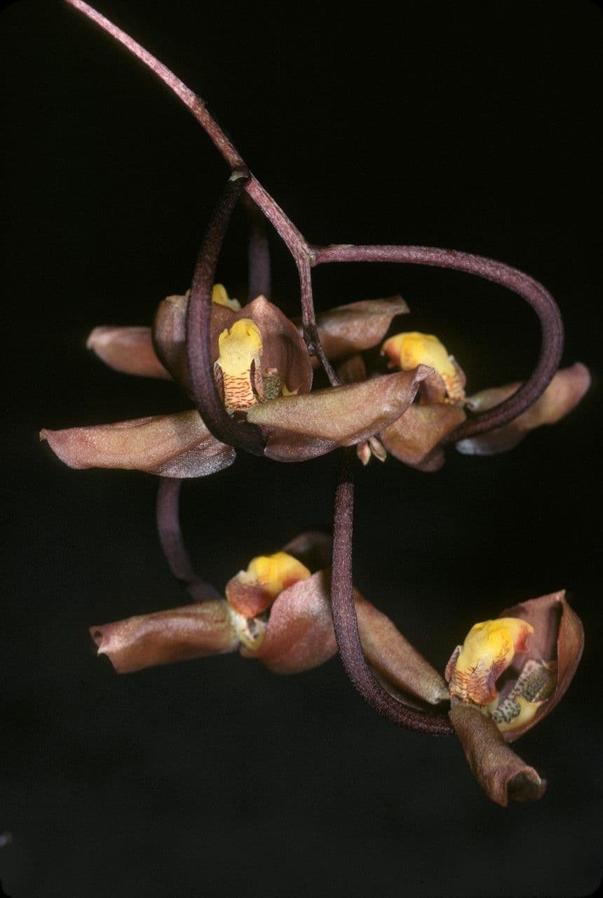 Gongora 3