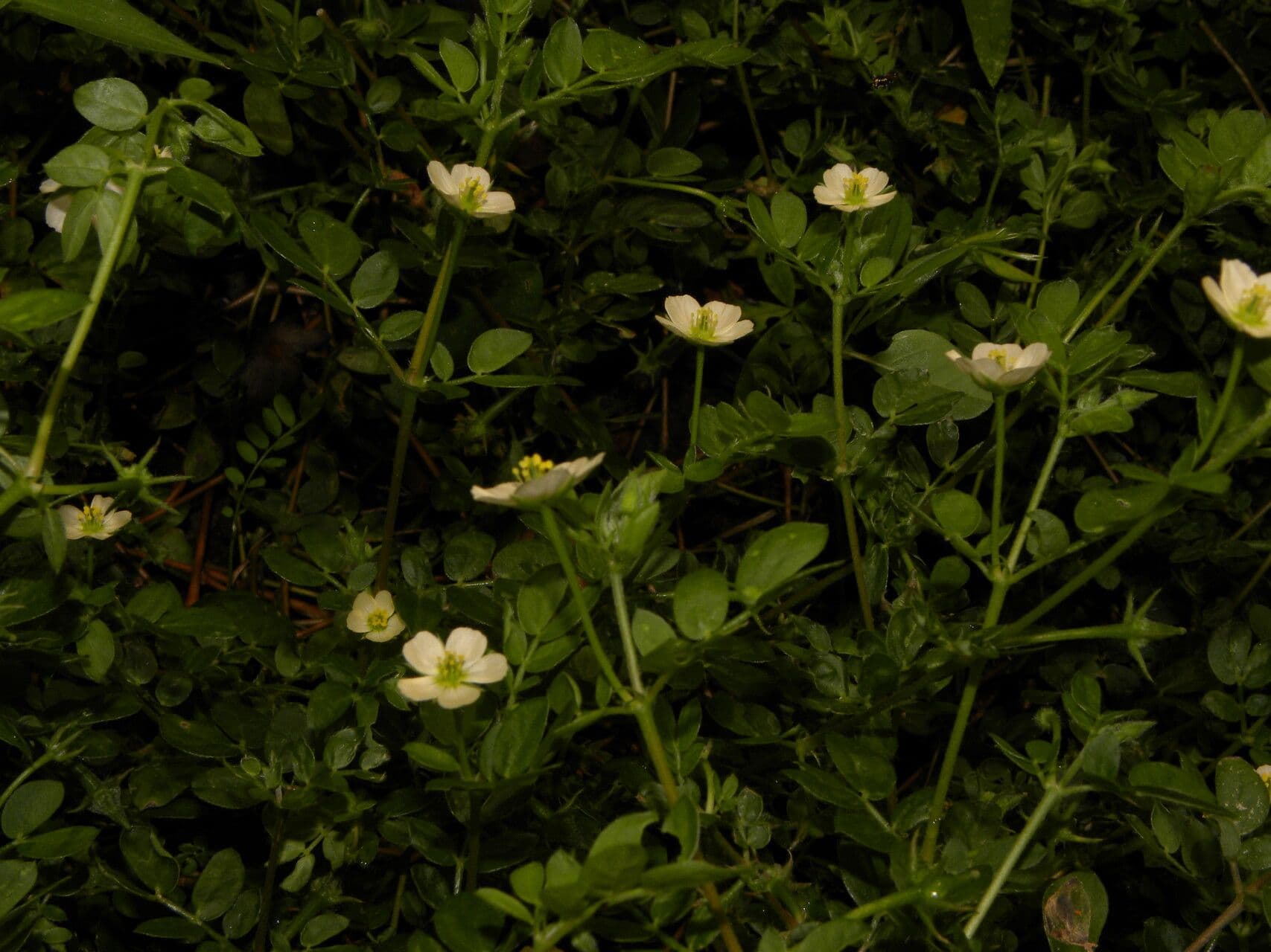 Kallstroemia 4