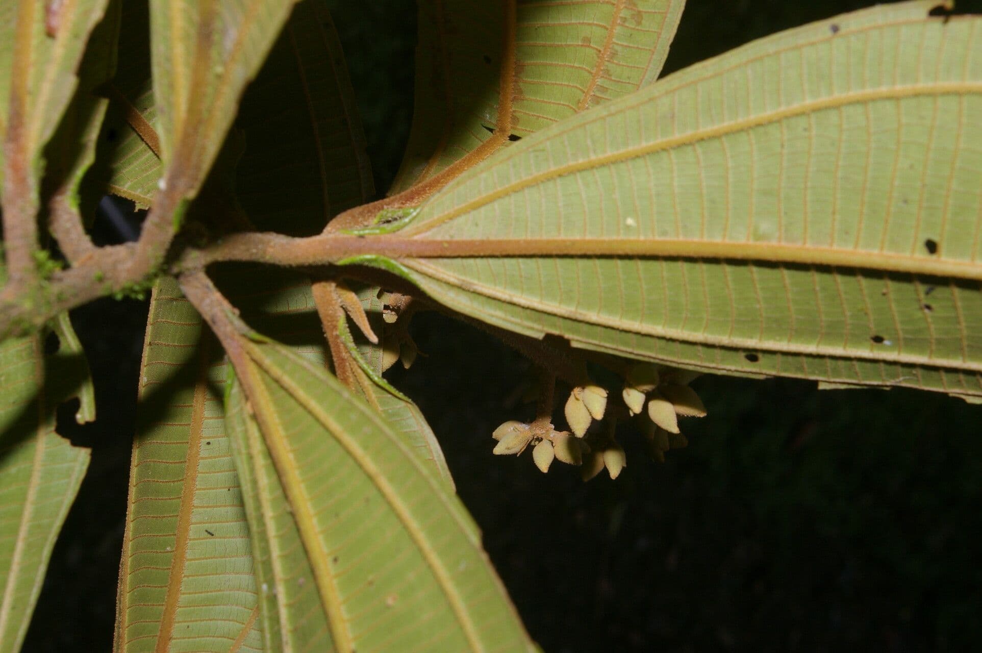 Conostegia luquillo 8
