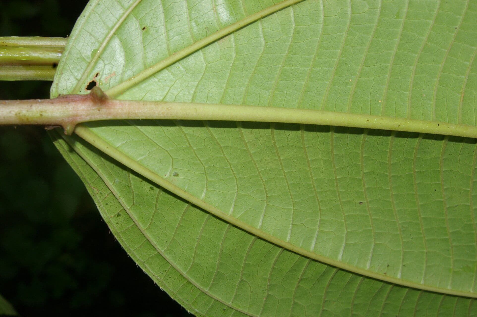 Axinaea 6