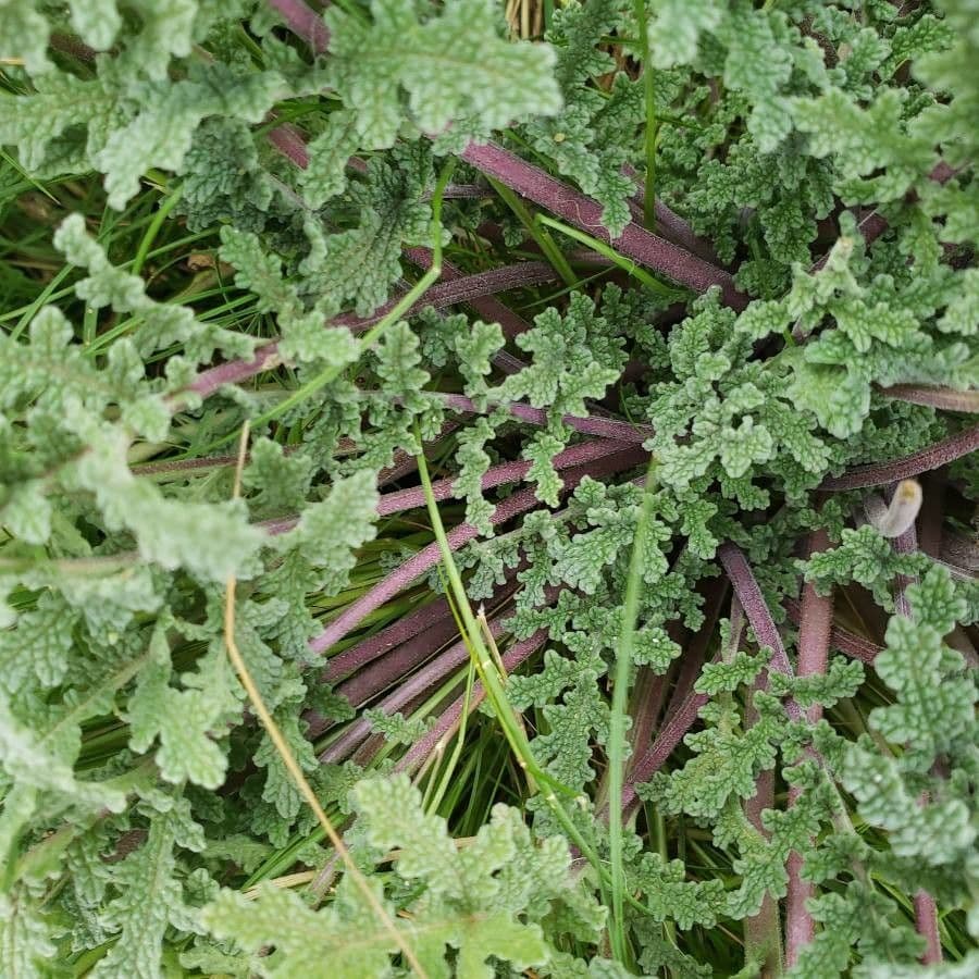 Salvia columbariae 22