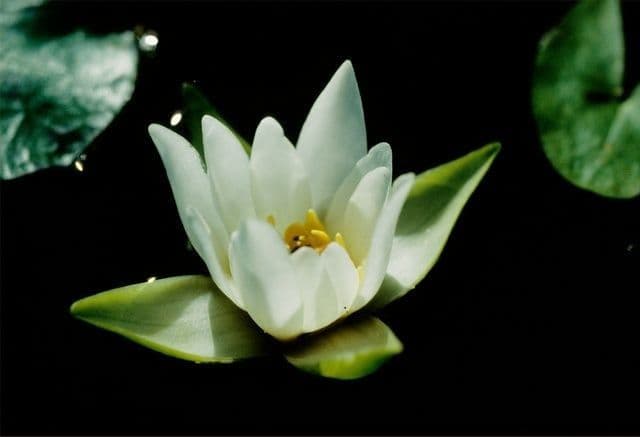 Ninfea tetragona