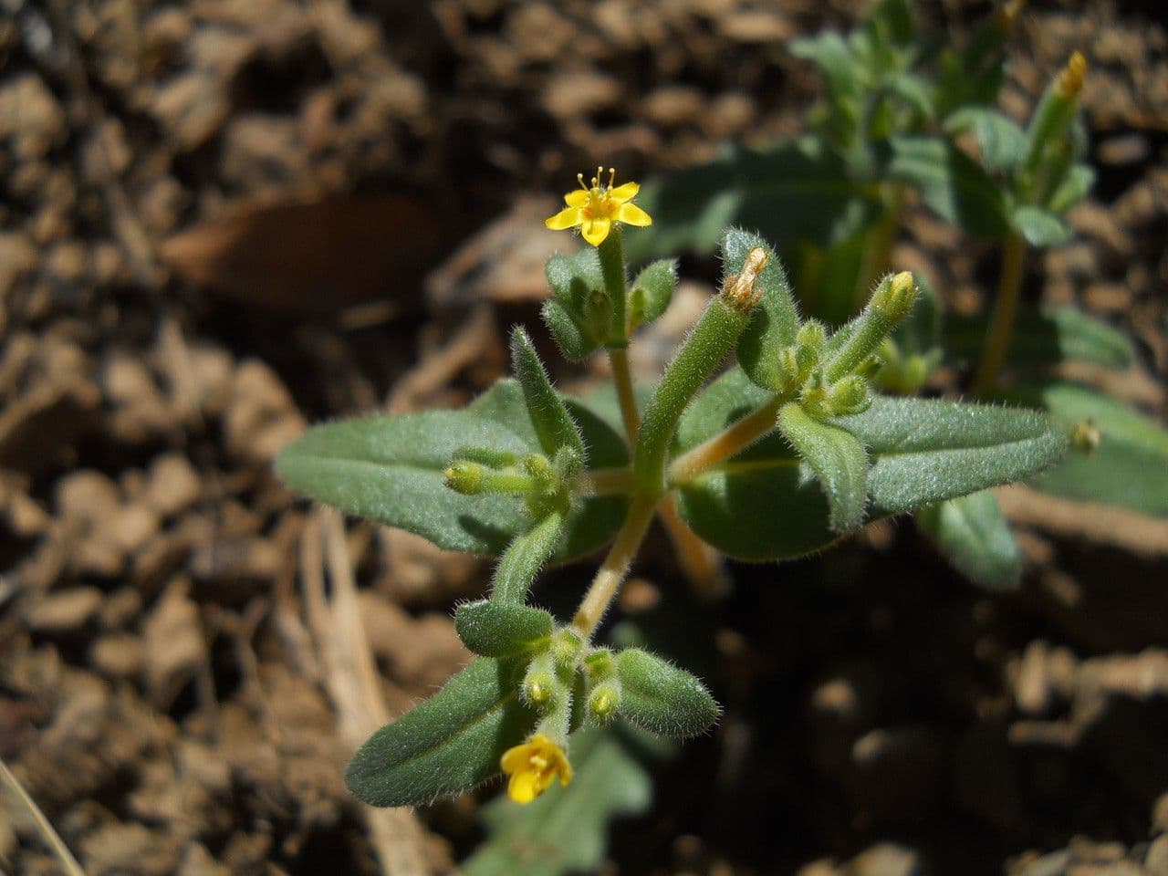 Mentzelia dispersa 2