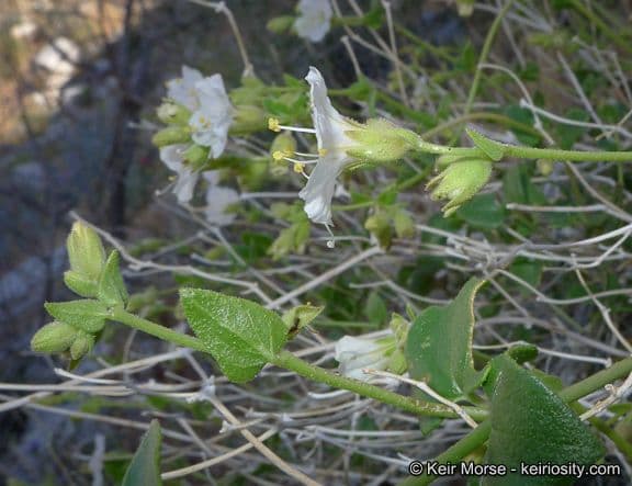 Mirabilis laevis
