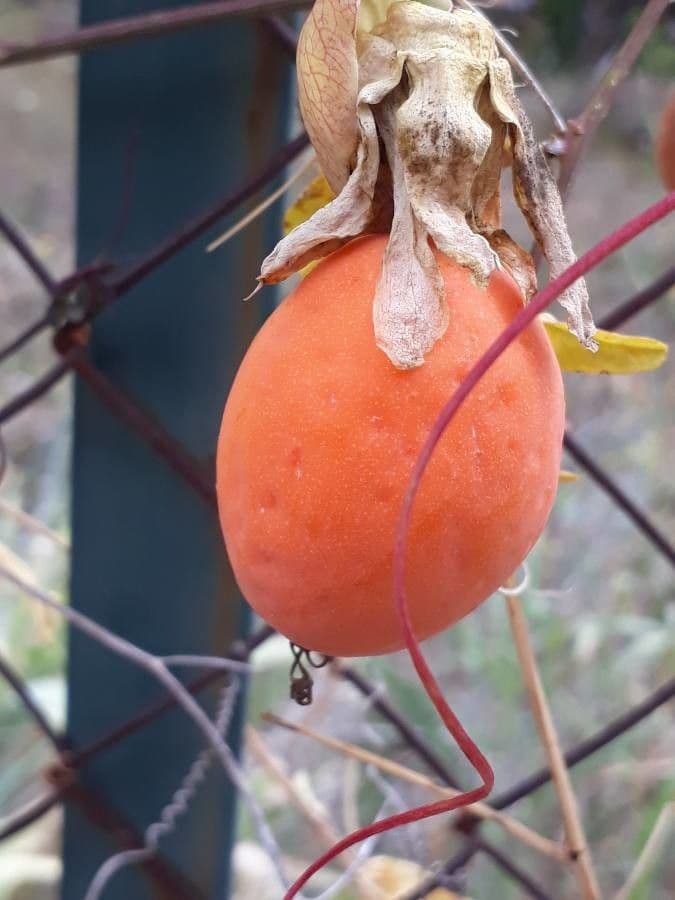 Passiflora azzurra 2