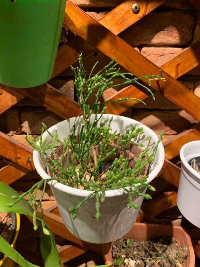 Cactus bottiglia 15
