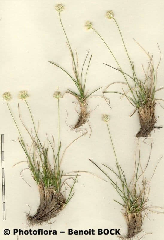 Sesleria 14