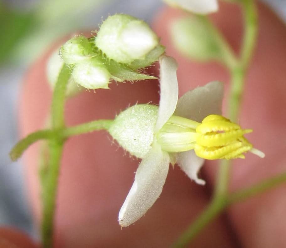 Centradenia 3