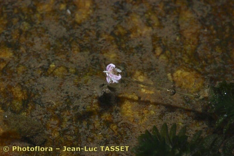 Elodea de Canadá 3
