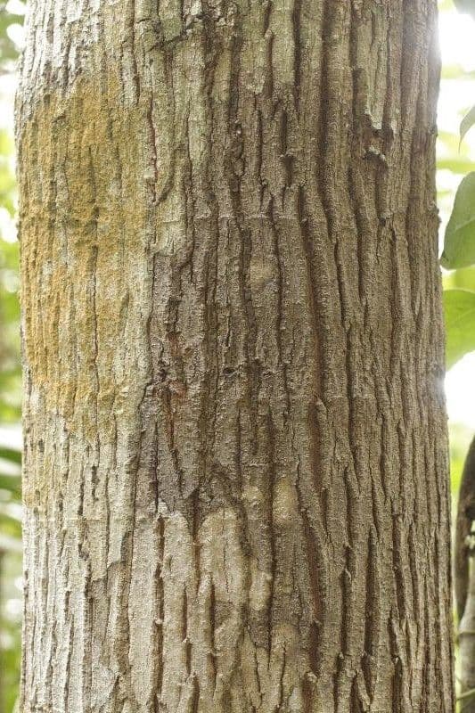 Byrsonima