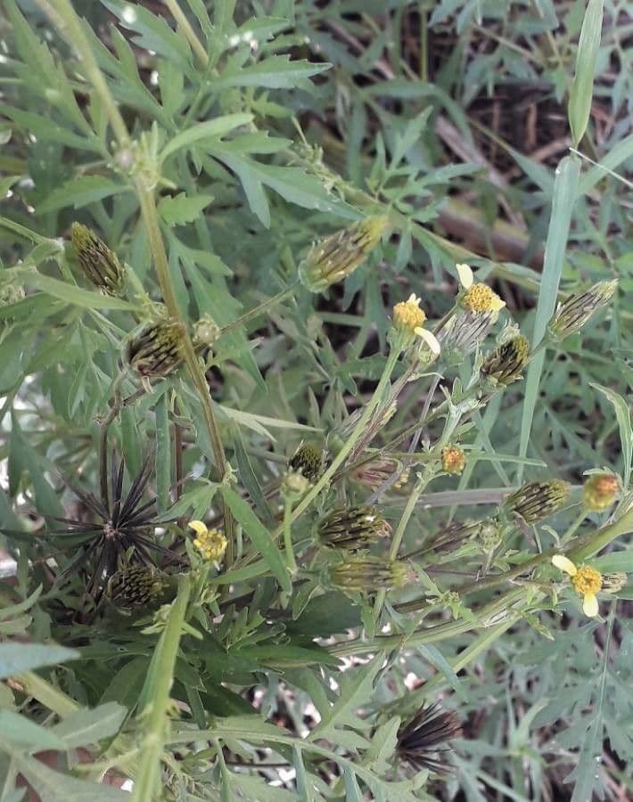Bidens bipinnata 10