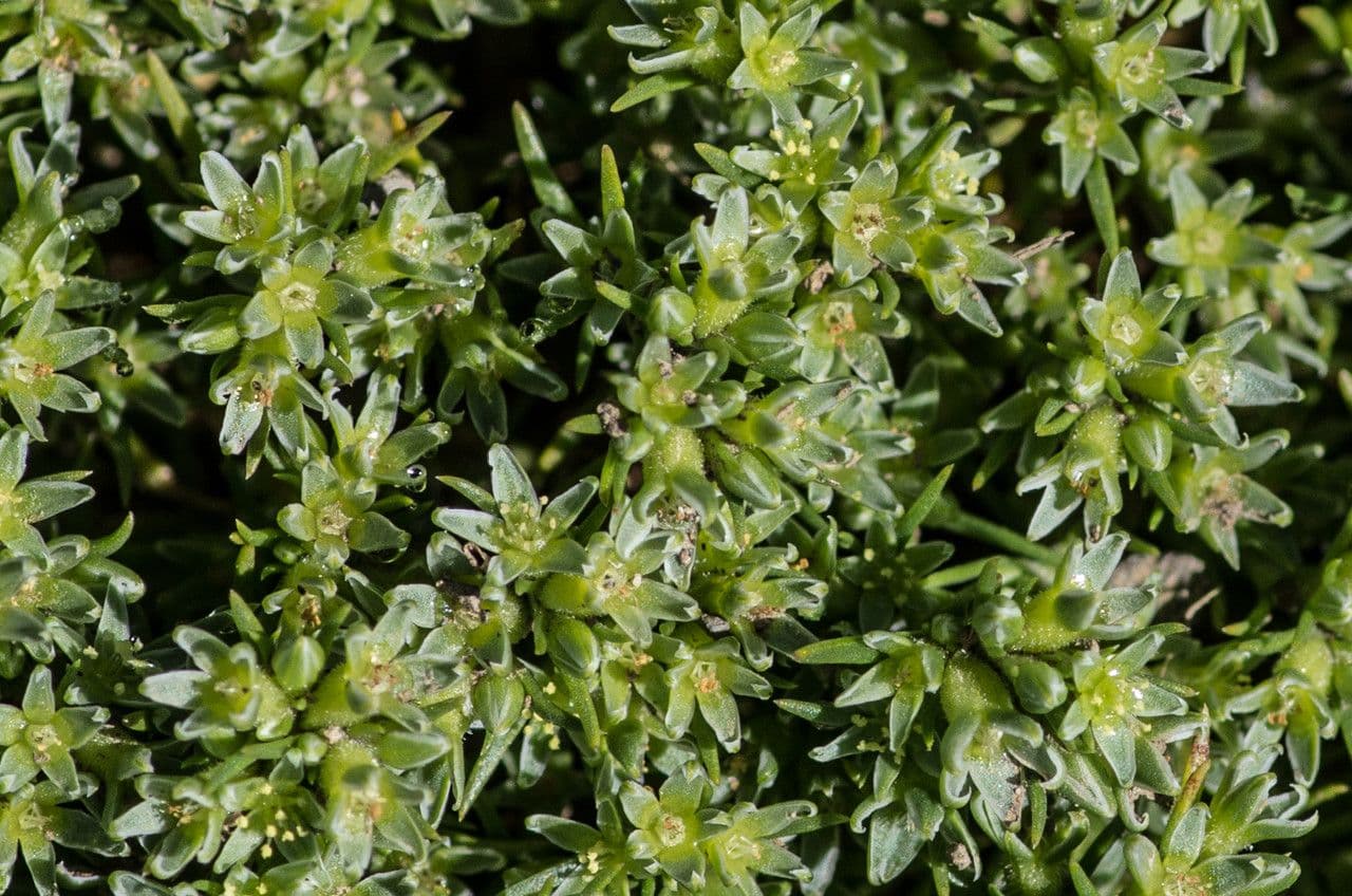 Scleranthus 8