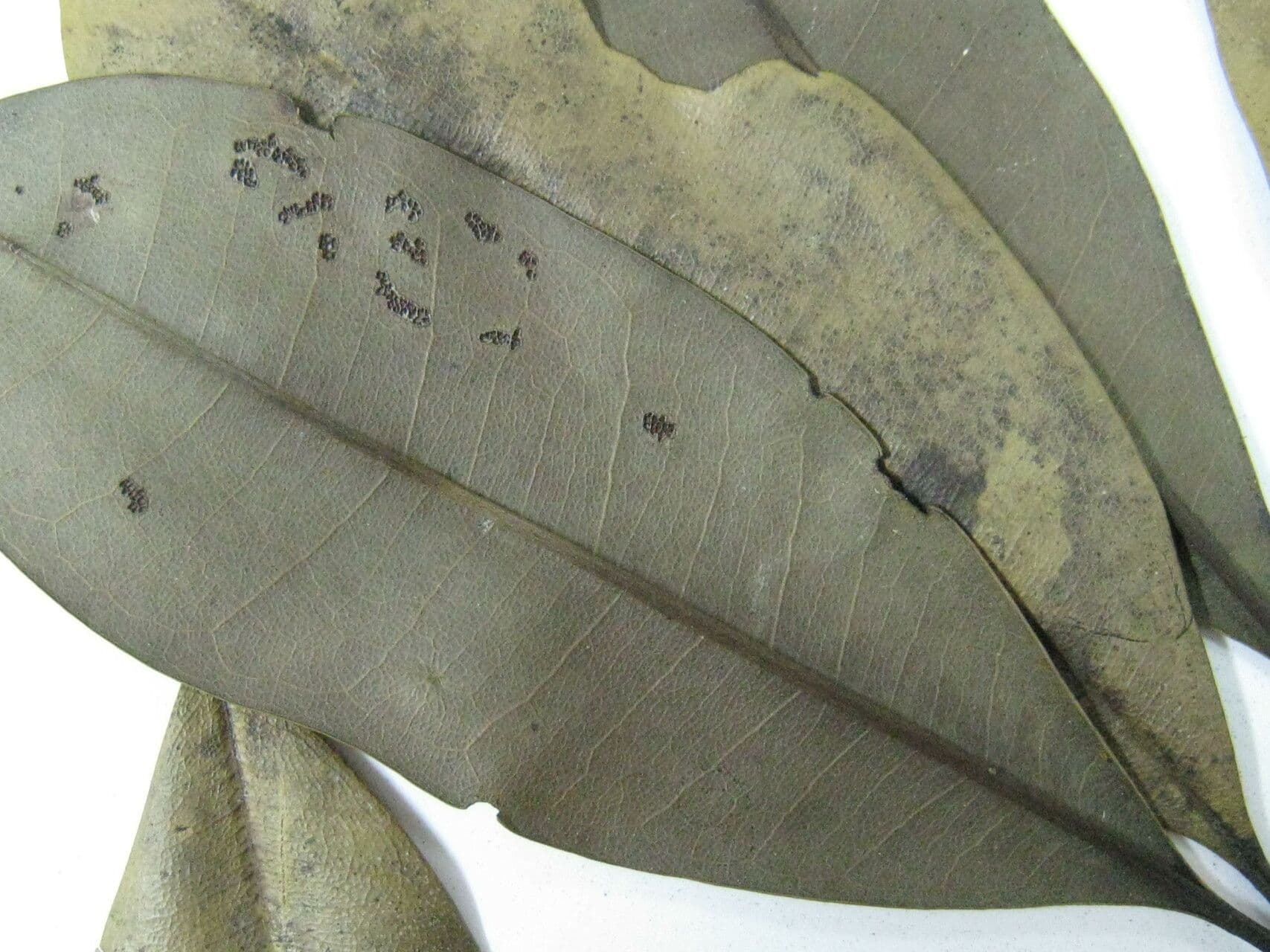 Vochysia 5