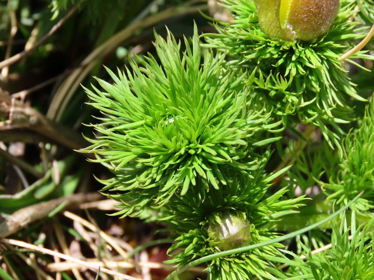 Adonide primaverile 16