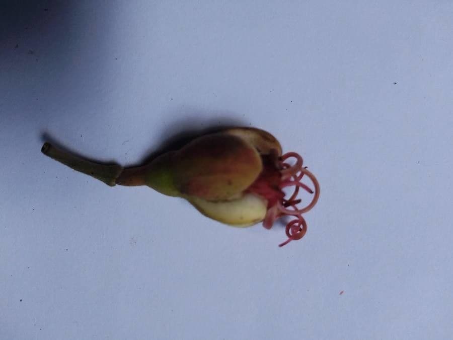 Eperua 6