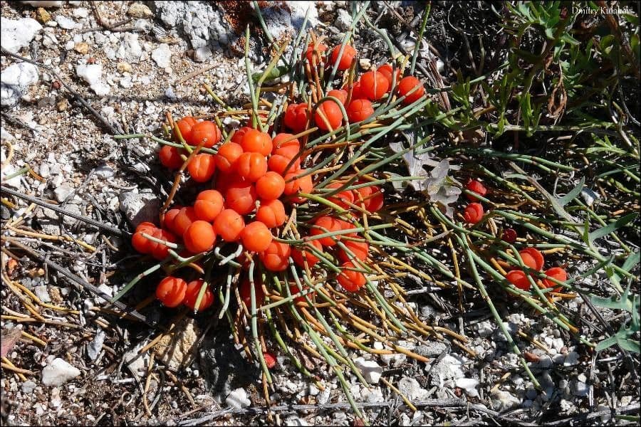 Ephedra