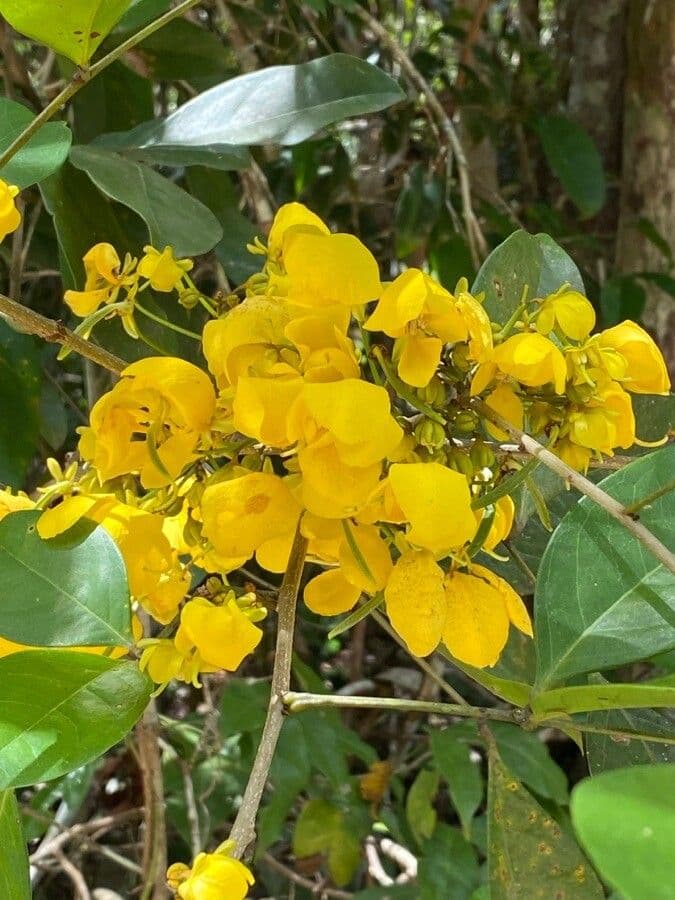 Cassia en forme d'épée