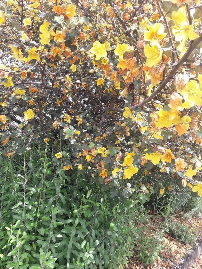 Fremontodendron 10