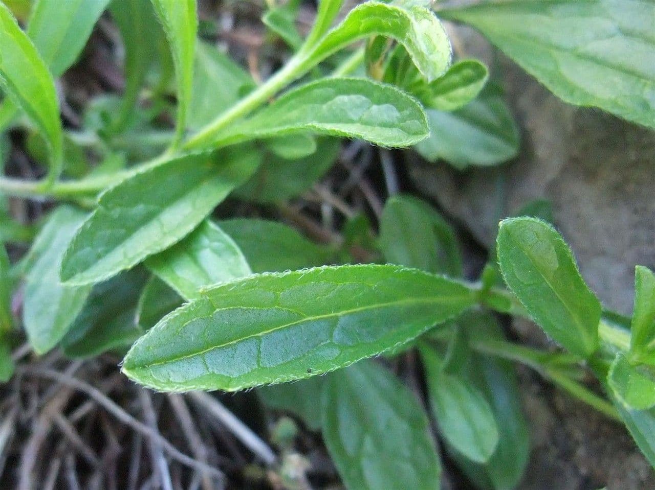 Sideritis hyssopifolia 19