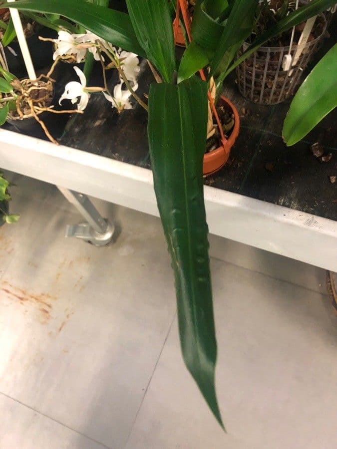 Coelogyne 4