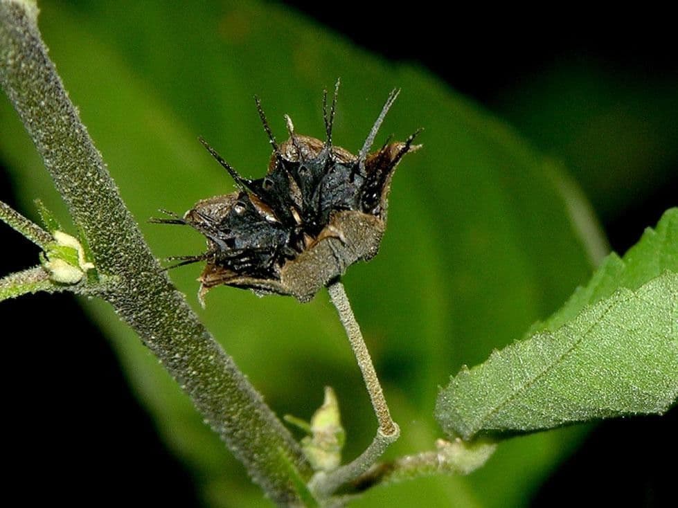 Sida setosa