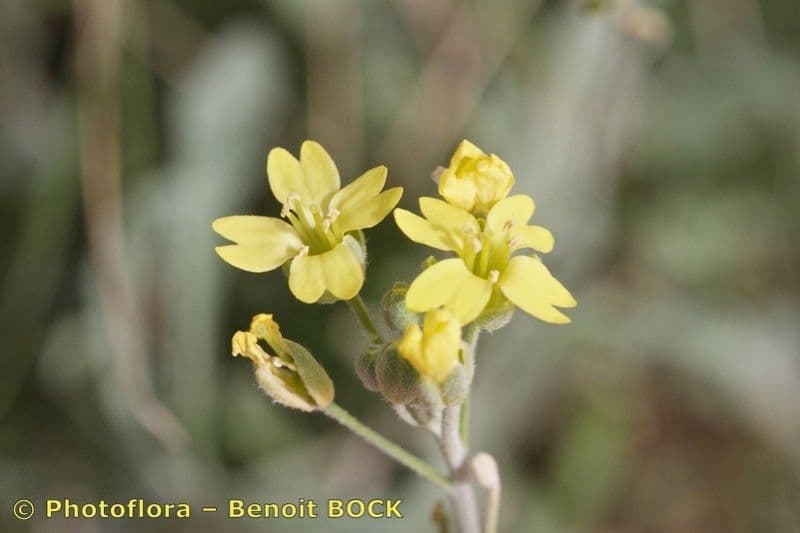 Aurinia 4