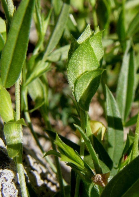 Zornia reticolata 16