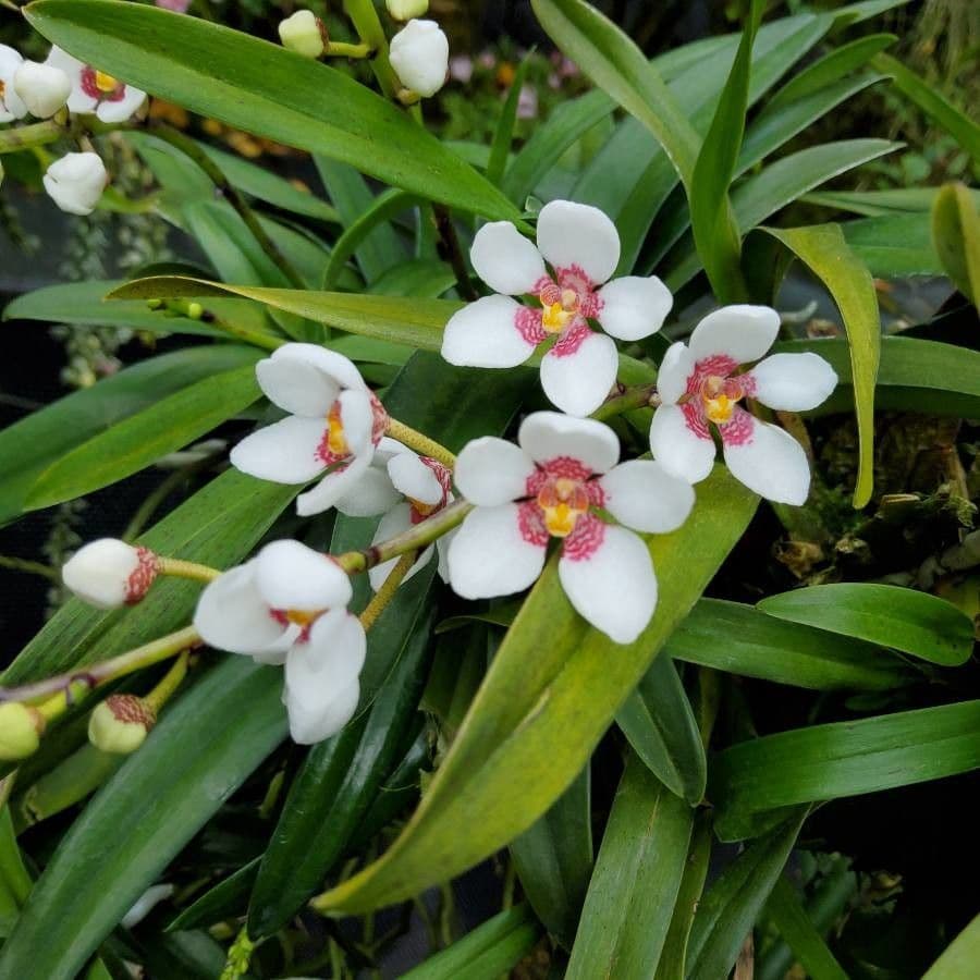 Sarcochilus 4