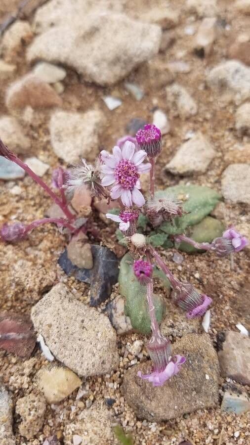Senecio 2
