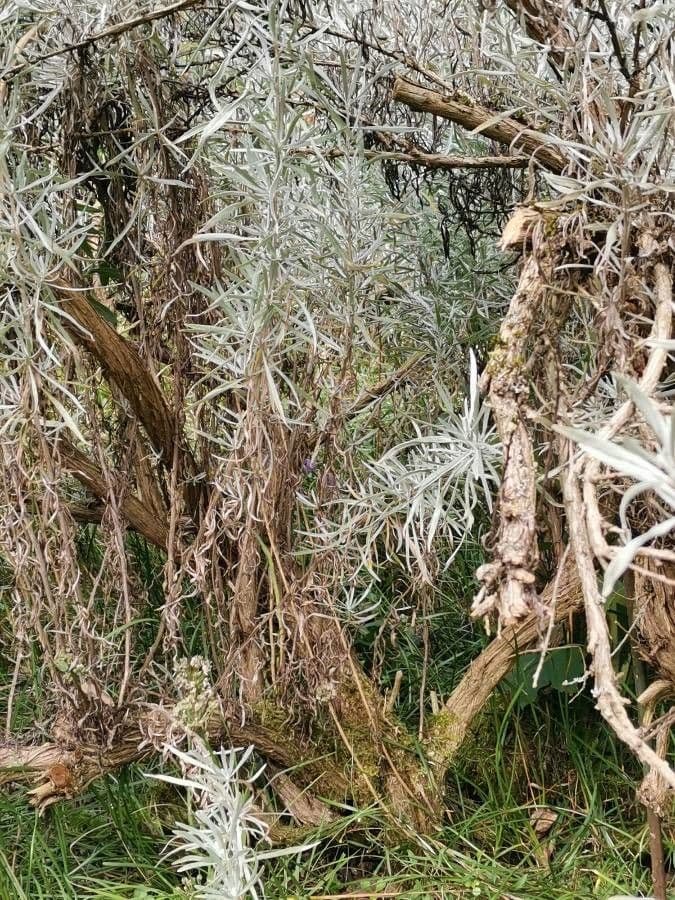 Artemisia argentea 15