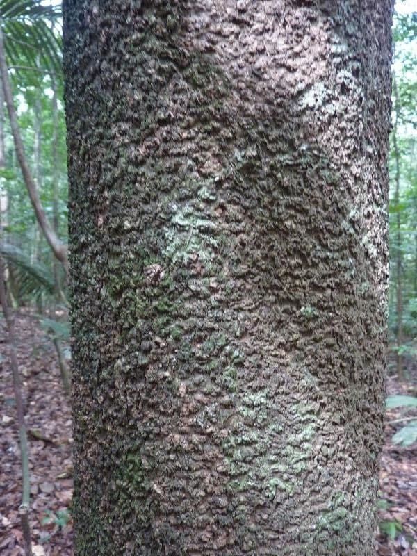 Tabernaemontana 2