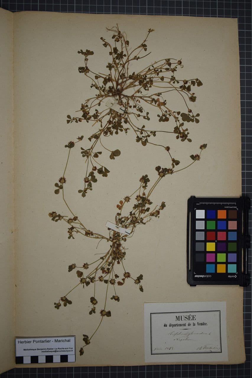 Trifoglio agglomerato 25