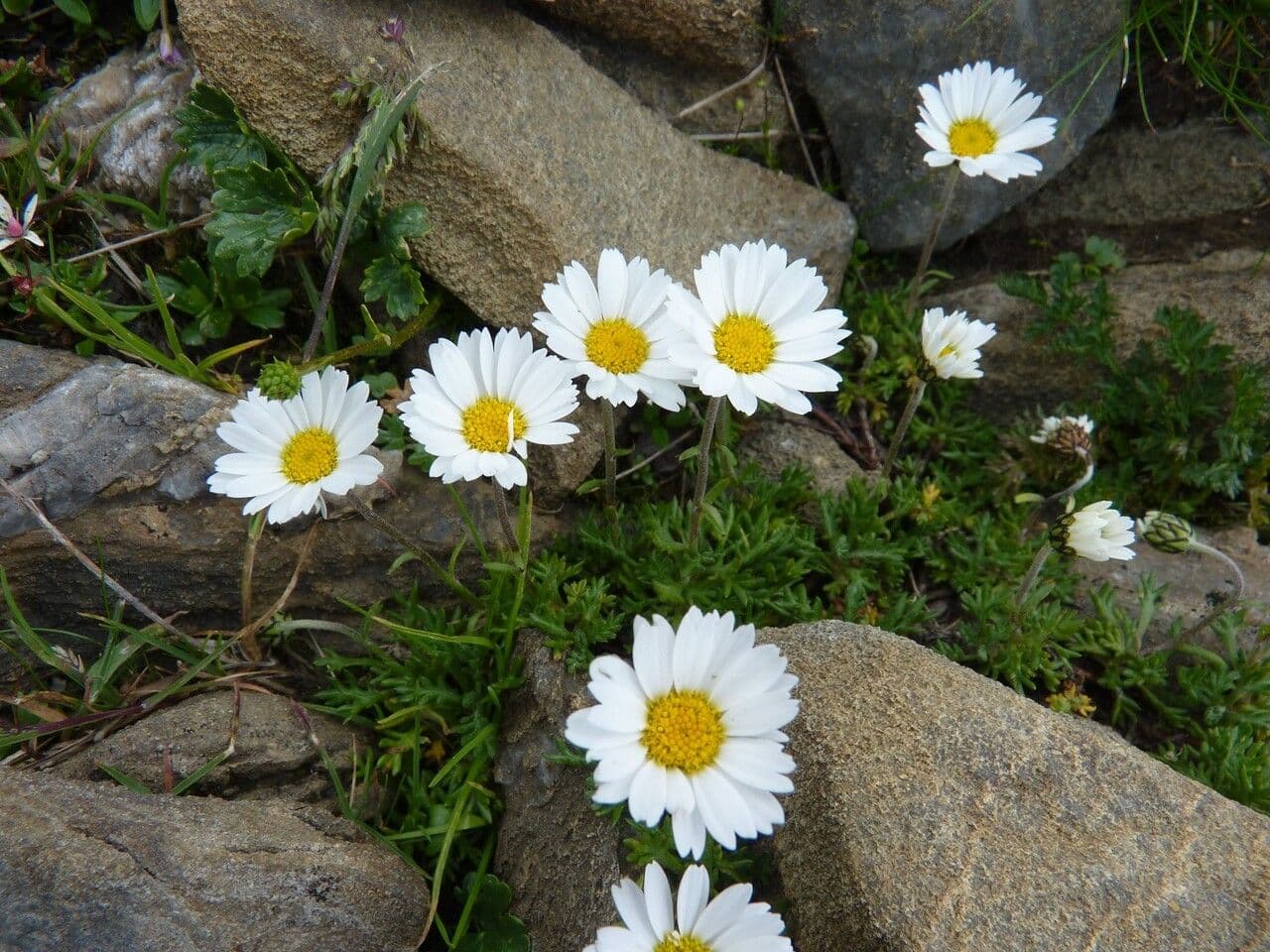 Alpen-Margerite 30