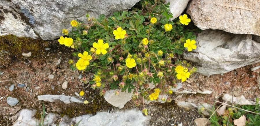 Potentilla pyrenaica 17