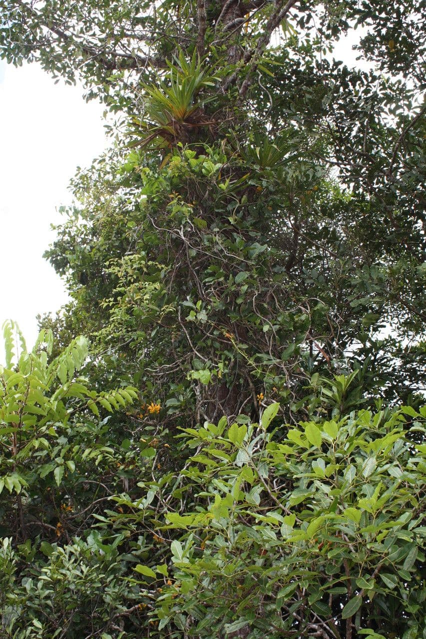 Oxera 7
