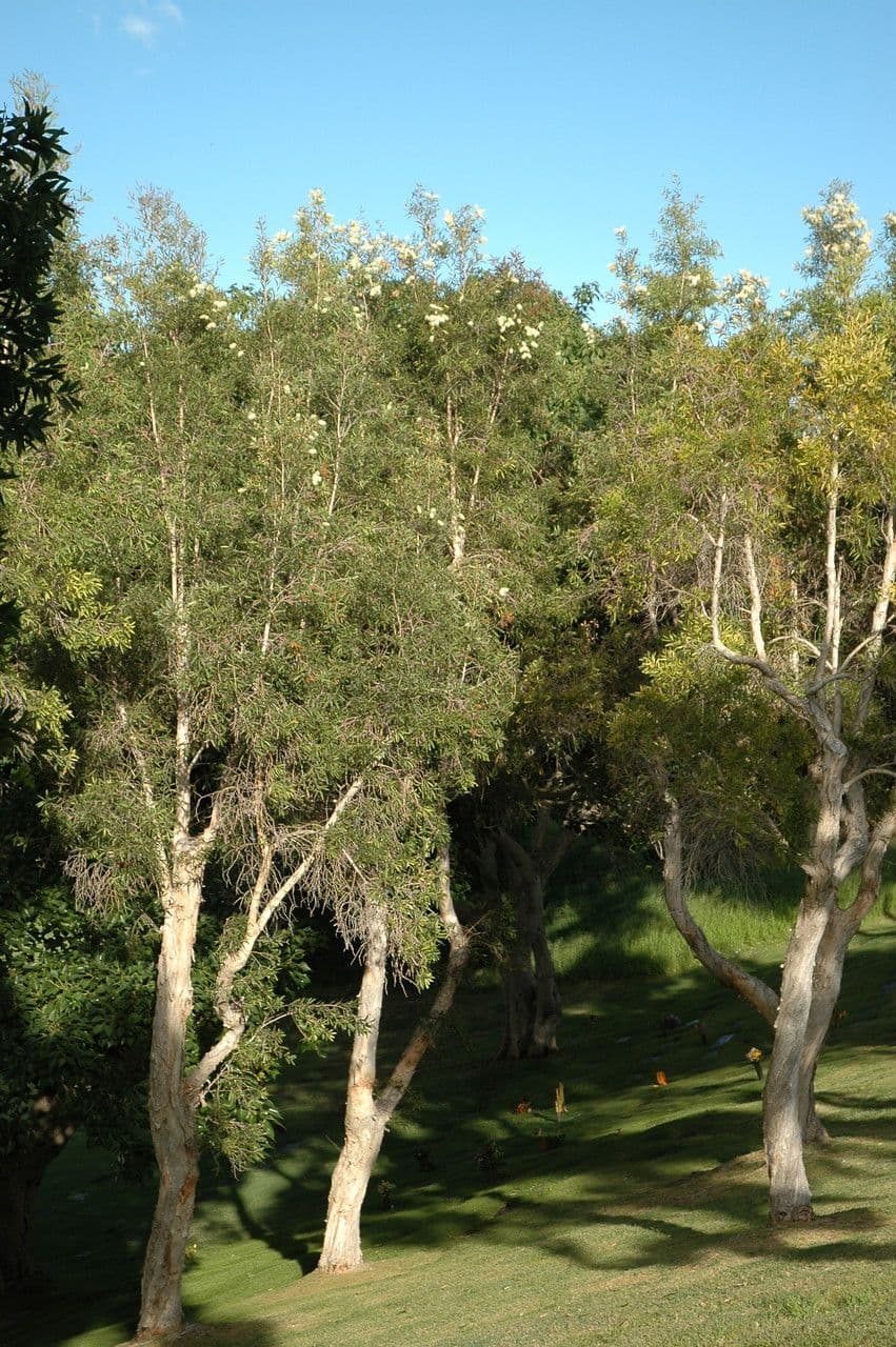 Melaleuca bianca