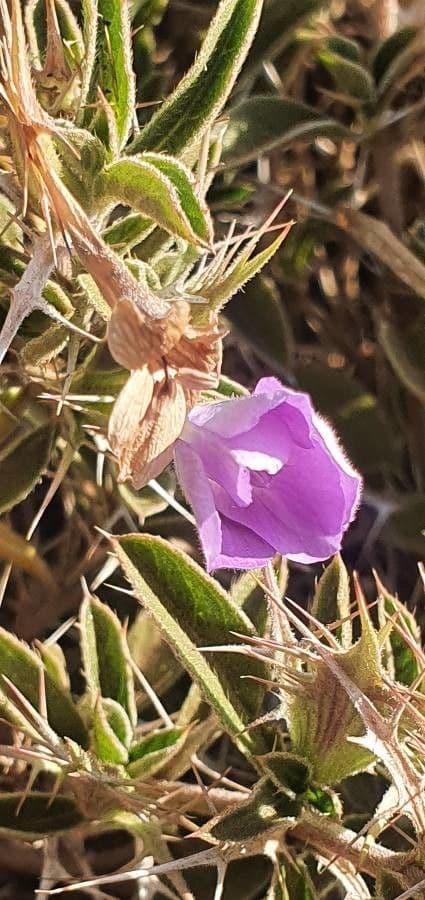 Barleria 5