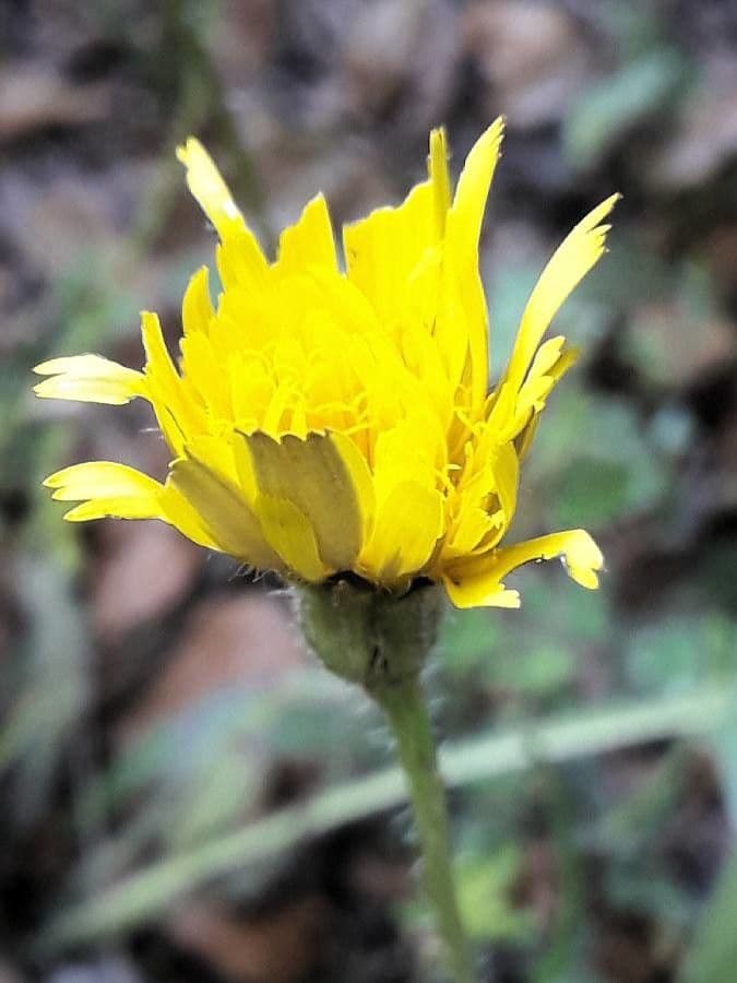 Leontodon tuberoso 9