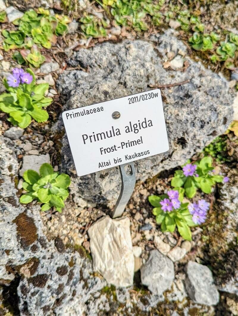 Primula 7